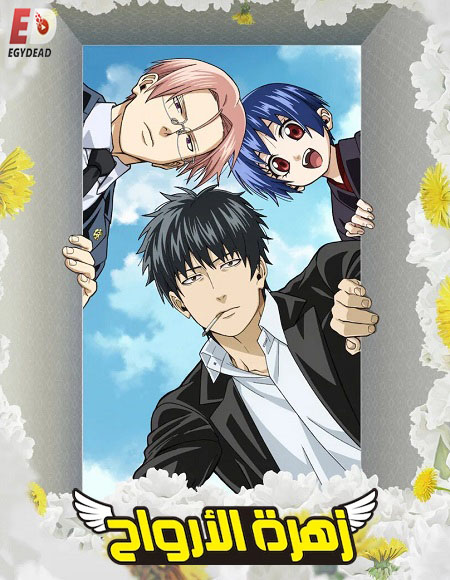  زهرة الارواح اكوام 